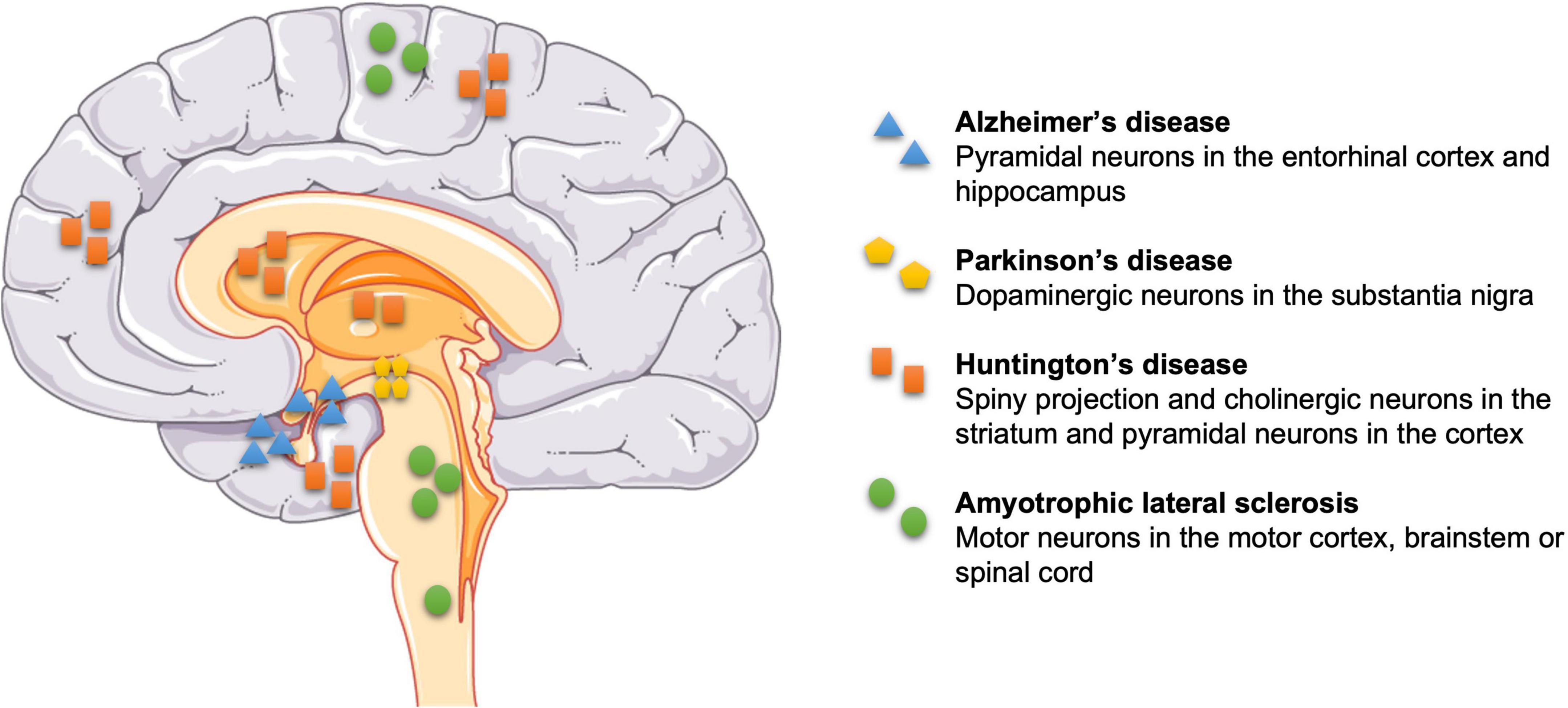 frontiers-healthy-lifestyles-and-wellbeing-reduce-neuroinflammation